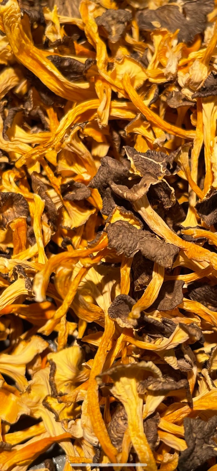 Chanterelle jaune