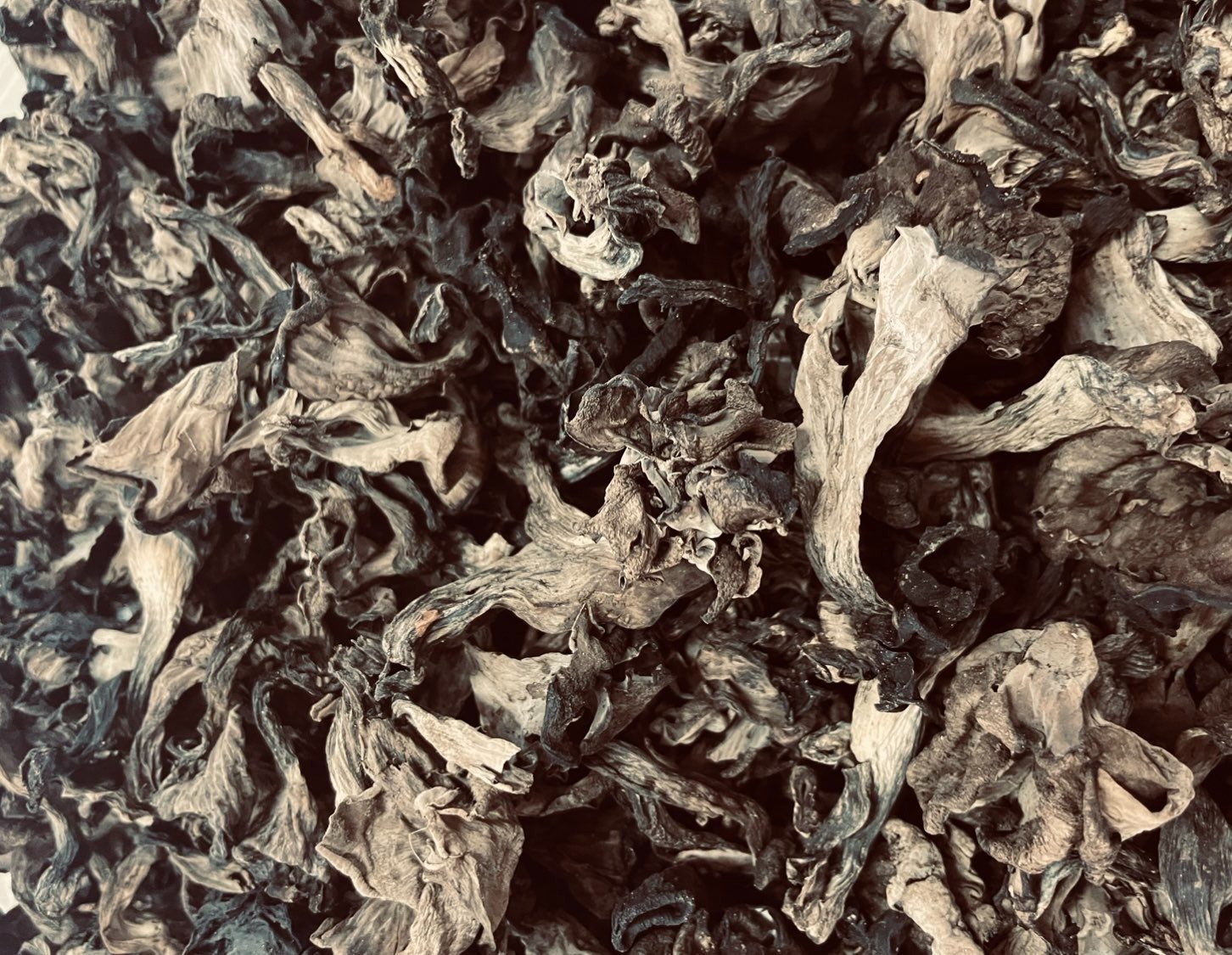 Trompettes des morts