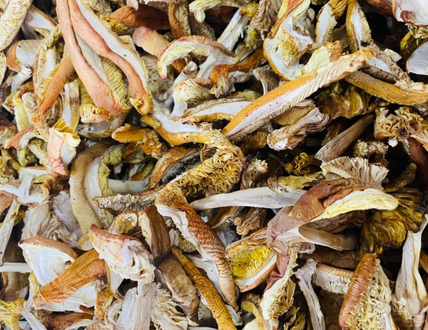 Amanite des Césars